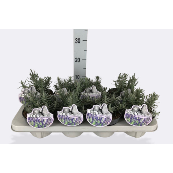 SIVKA (Lavandula angustifolia 