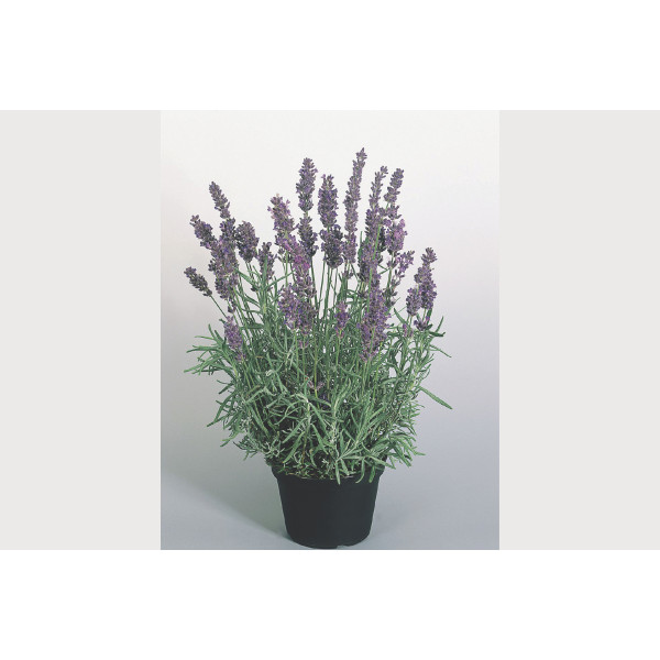 SIVKA (Lavandula angustifolia 
