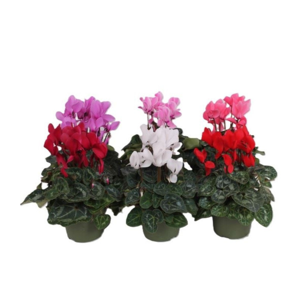 CIKLAMA (Cyclamen sp. 