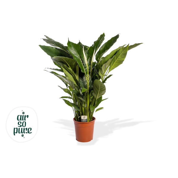 SPATIFIL (Spatiphyllum sp.