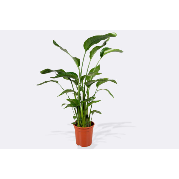 STRELICIJA (Strelitzia nicolai), P21H120 