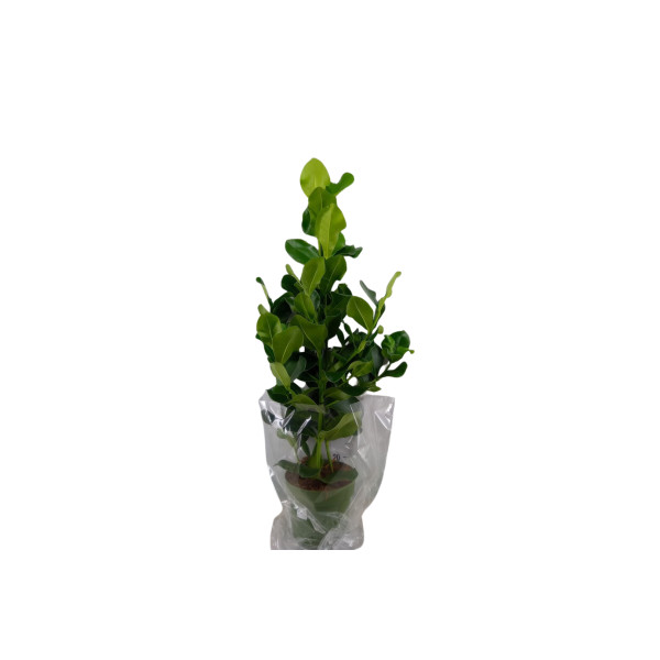 CLUSIA (Clusia rosea), P24H115 
