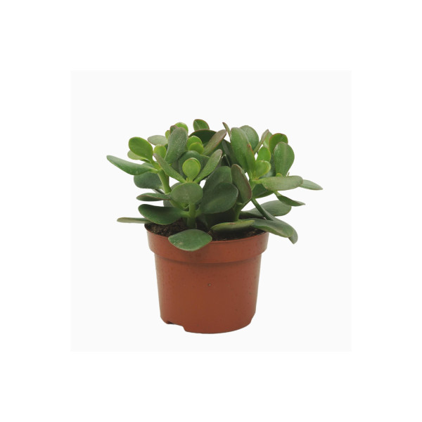 CRASSULA (Crassula ovata), P12H24 