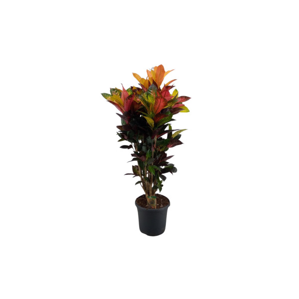 KROTON (Codiaeum variegatum 