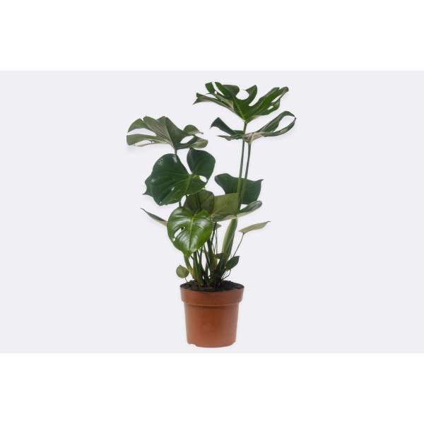 MONSTERA (Monstera deliciosa), P21H75 