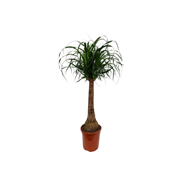 NOLINA (Beaucarnea recurvata), P24H90 