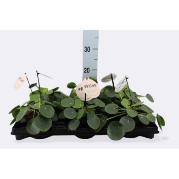 PILEJA (Pilea peperomoides), P12H13 