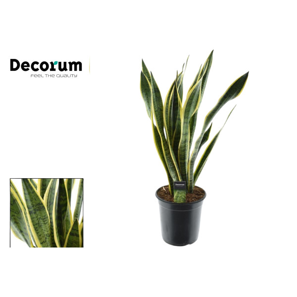 SANSEVIERIA (Sanseiveria trifasciata 