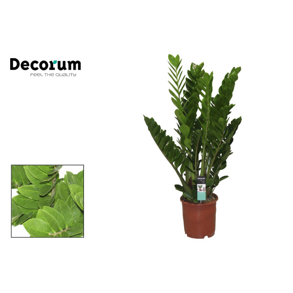 ZAMIJA (Zamioculcas zamiifolia), P24H90 