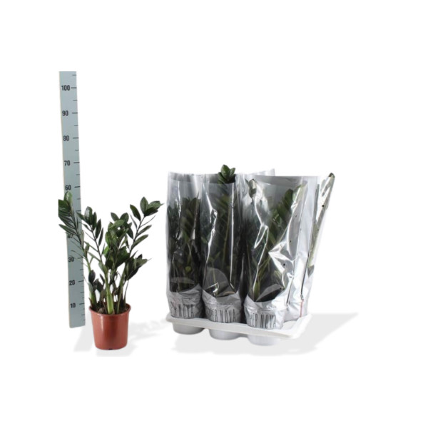 ZAMIJA (Zamioculcas zamiifolia 