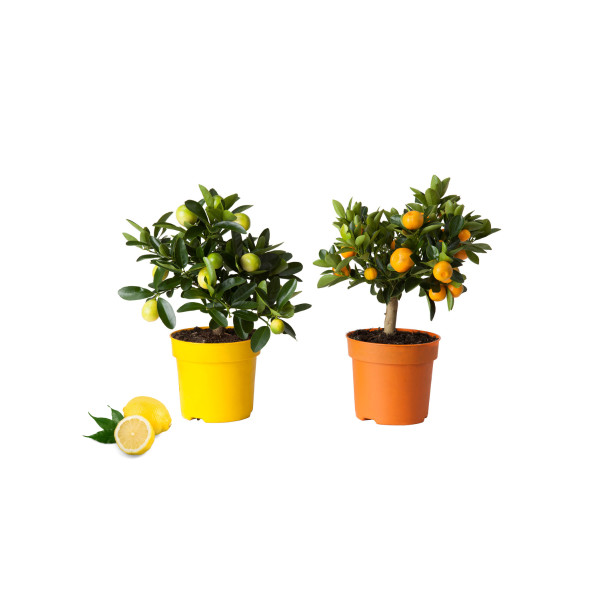 CITRUS, MIX (Citrus sp.), P21H70 