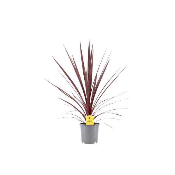 KIJEVKA ( Cordyline australis 