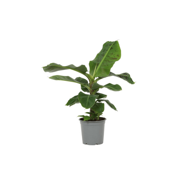 BANANOVEC ( Musa acuminata 