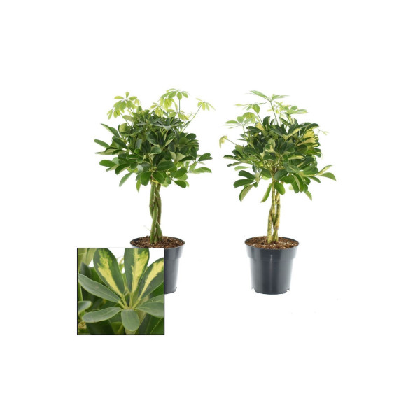 ŠEFLERA, DREVESASTA MIX (Schefflera arboricola), P17H60 