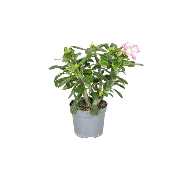 PUŠČAVSKA ROŽA (Adenium obesum 