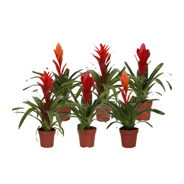 BROMELIJA, URBAN MIX (Bromelia, Urban mix), P12H45 
