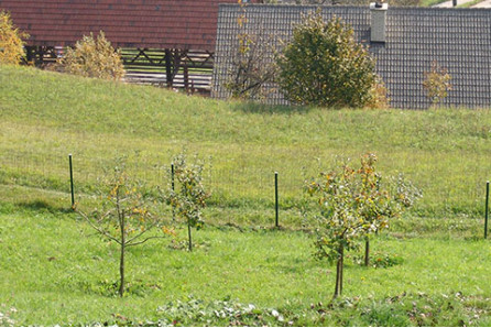 PRIPRAVA TAL ZA SAJENJE  DREVJA