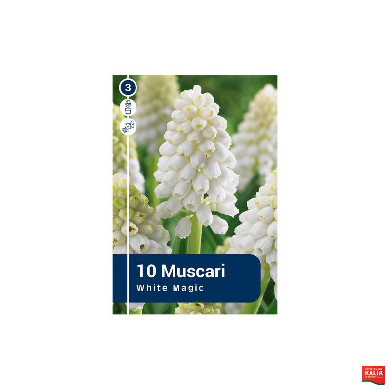 Master Muscari Aucheri White Magic 10/1 