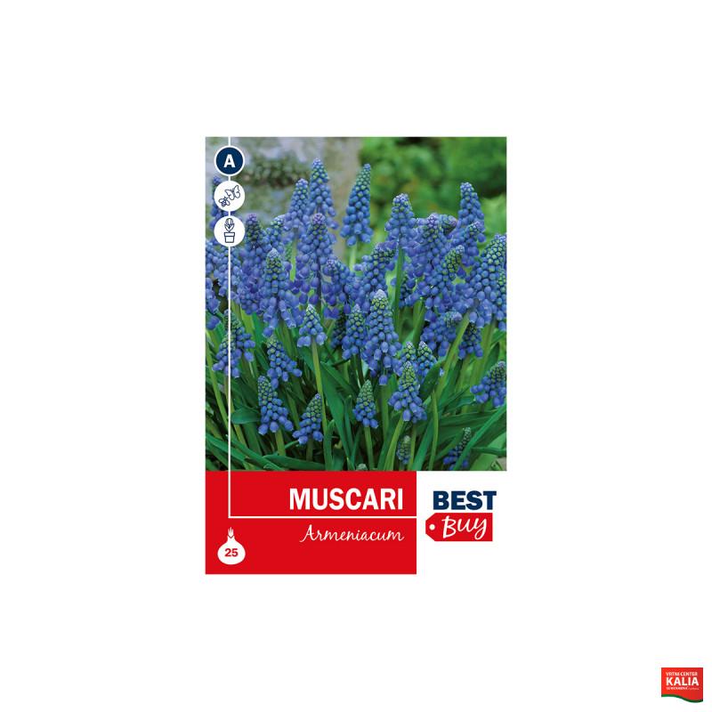 Super Best Buy Muscari Armeniacum Blue 25/1 