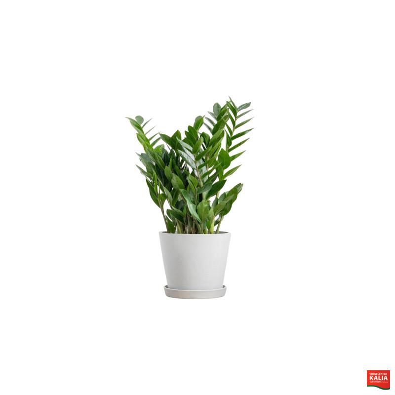 ZAMIJA (Zamioculcas zamiifolia, 8+ ), P17H55 