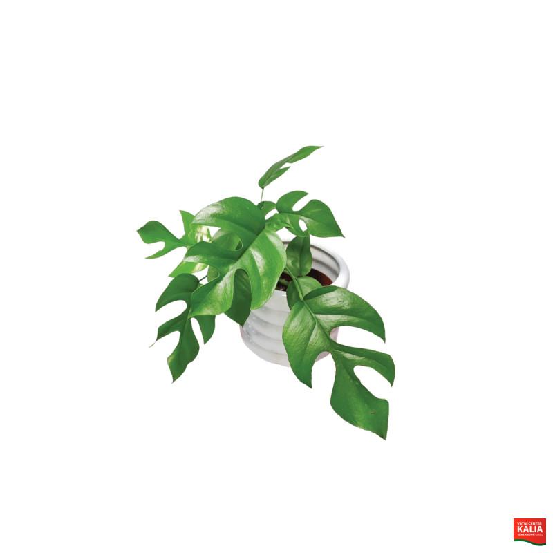 MONSTERA MINIMA (Raphidophora terasperma), P12H28 