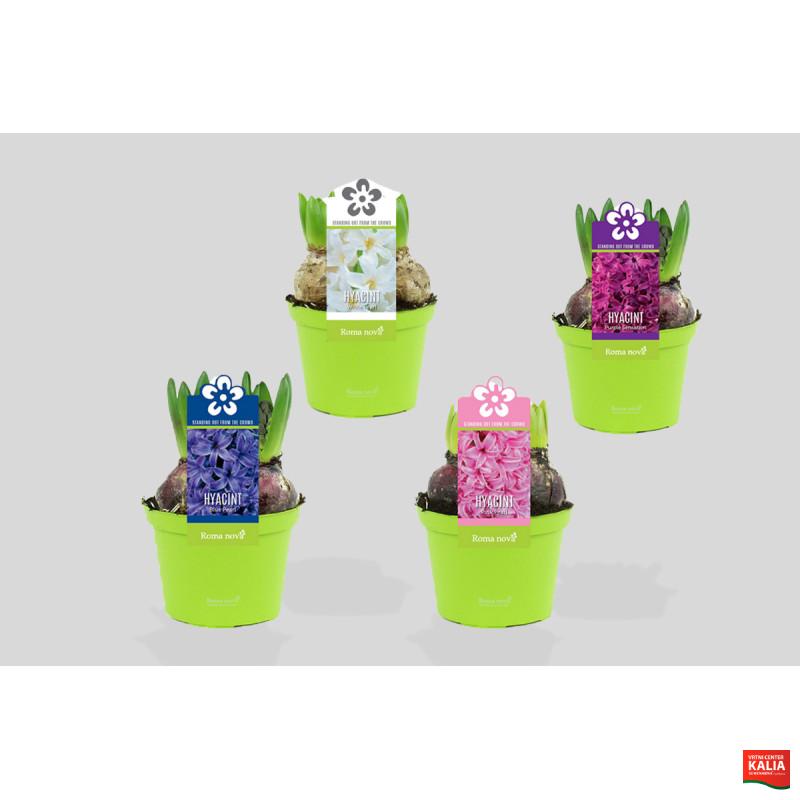 HIJACINTA (Hyacinthus sp.), P12H12