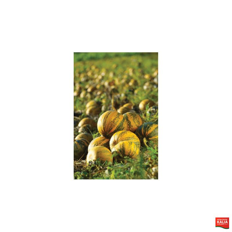 BUČA SLOVENSKA GOLICA 500 g 