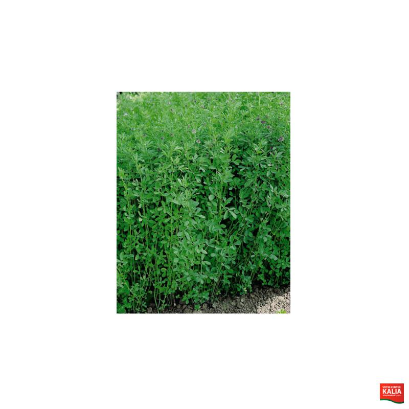 LUCERNA SOČA 10 KG