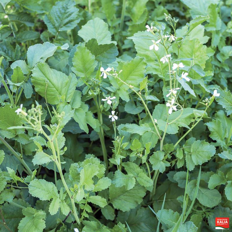 OLJNA REDKEV APOLL 1 kg