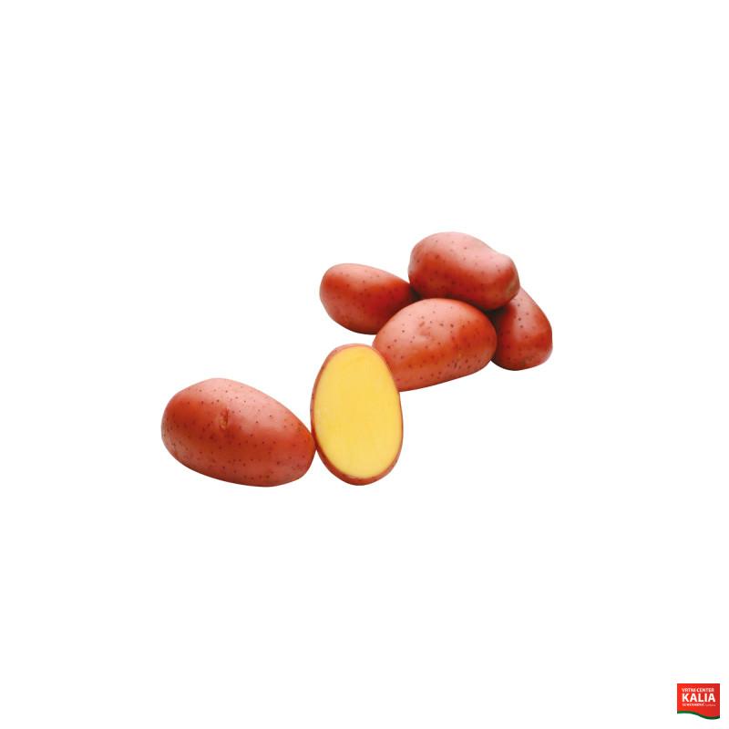 KROMPIR RED LADY 5KG 