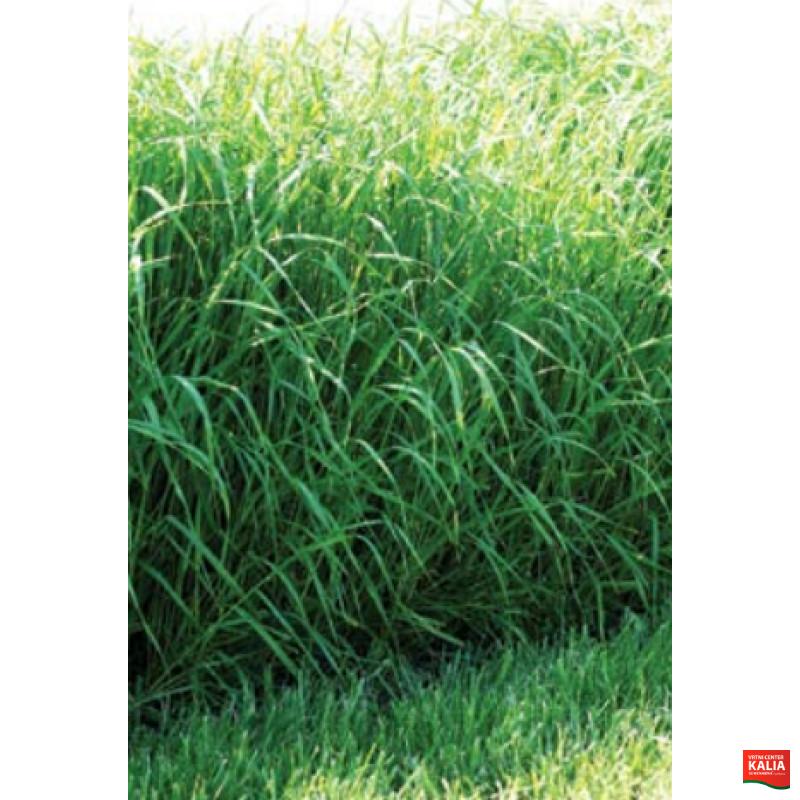 Sudanska trava Gardavan 15 kg 