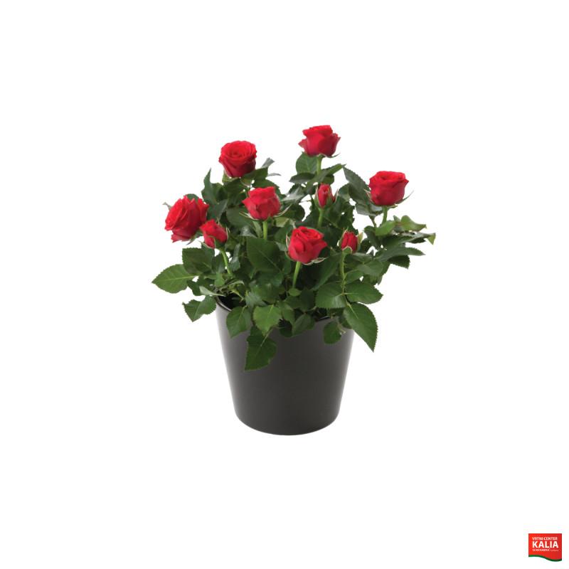 VRTNICA, SOBNA (Rosa sp. 