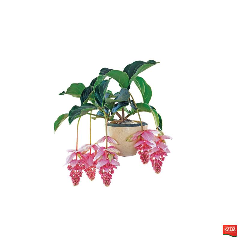 MEDINILA (Medinilla magnifica), P17H55 