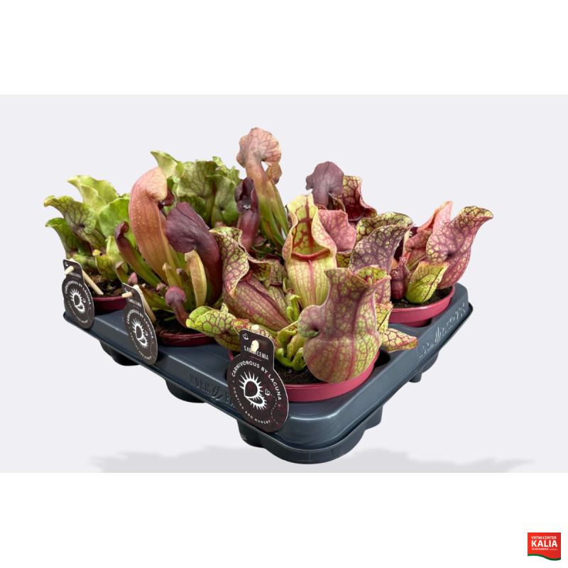 MESOJEDKA MIX (Sarracenia sp.), P12H25