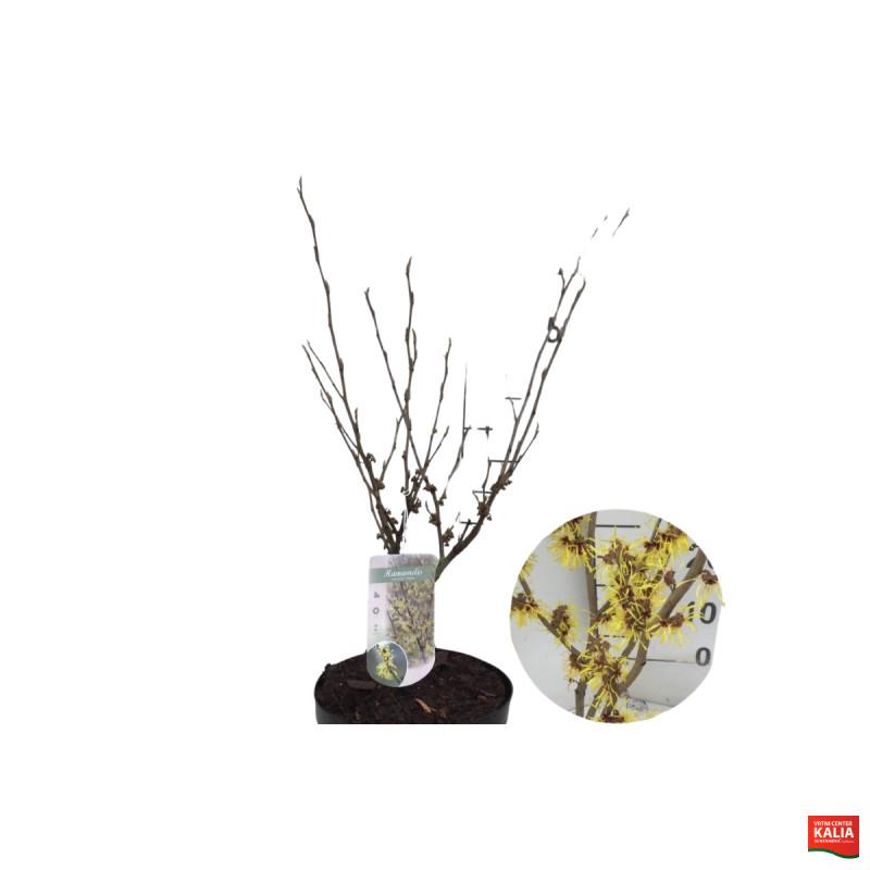 Nepozebnik (Hamamelis × intermedia