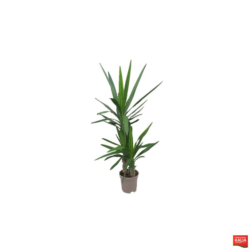 JUKA (Yucca elephantipes), P17H80