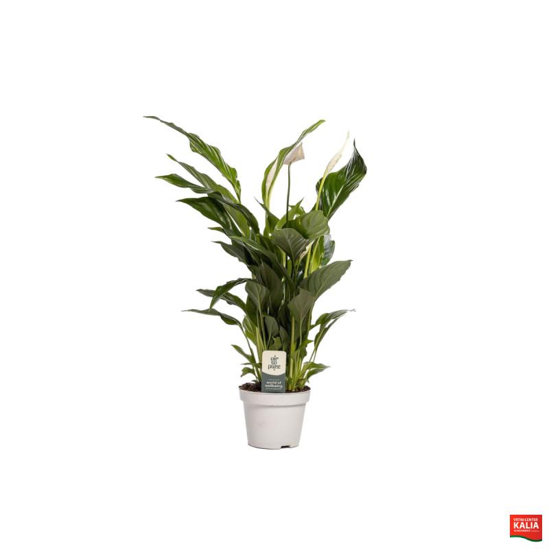 SPATIFIL (Spathiphyllum sp. 
