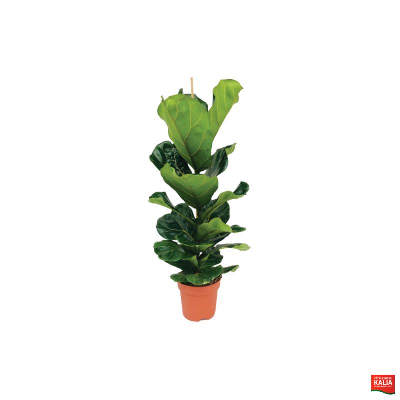 FIKUS, LIRASTOLISTI (Ficus lyrata), P21H105 