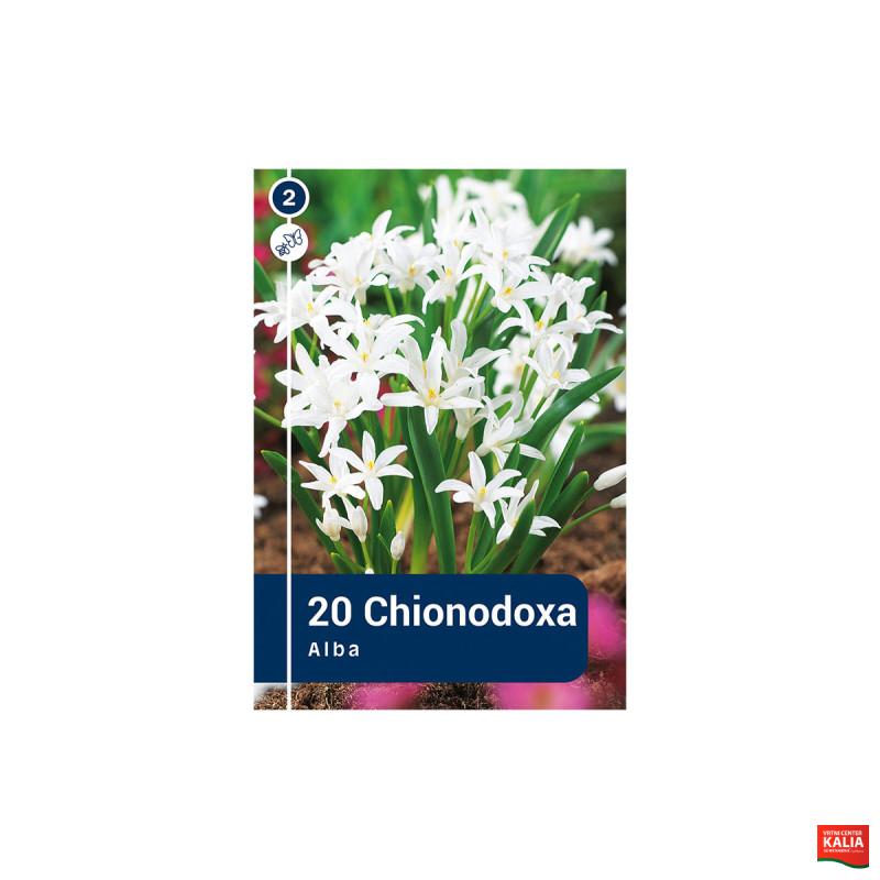Master Chionodoxa Luciliae Alba 20/1 
