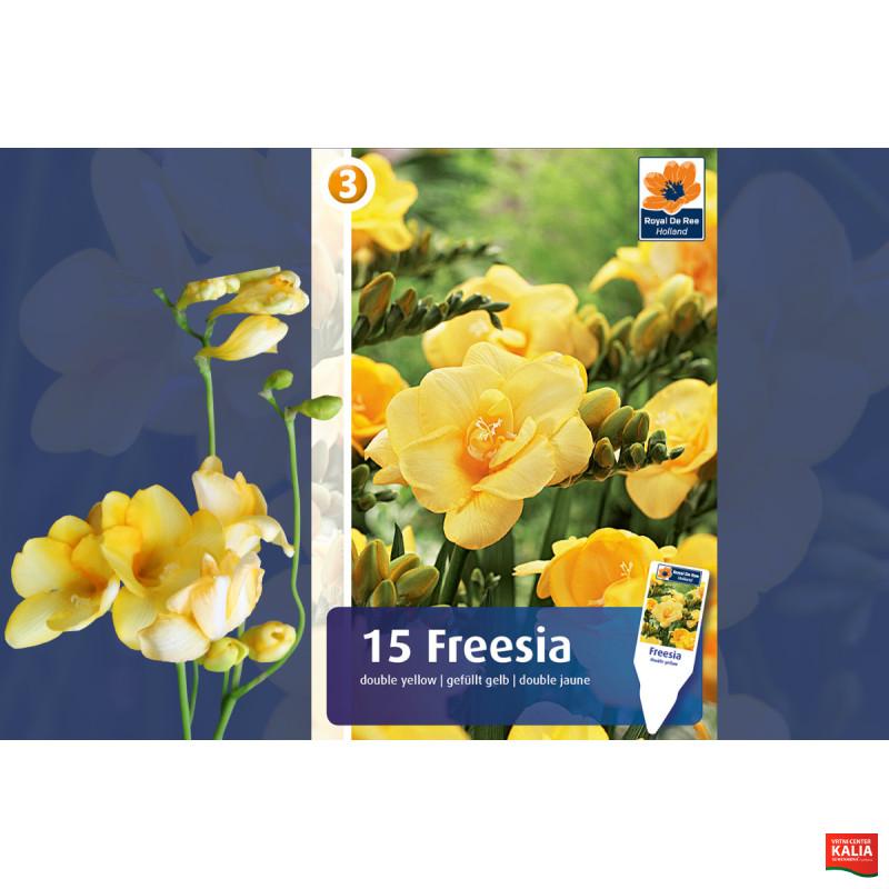 Master Freesia double yellow 15/1