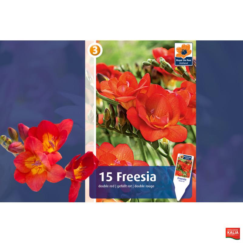 Master Freesia double red 15/1