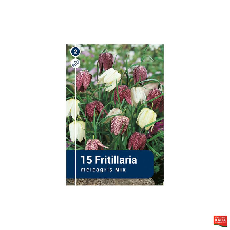 Master Fritillaria Meleagris 15/1 