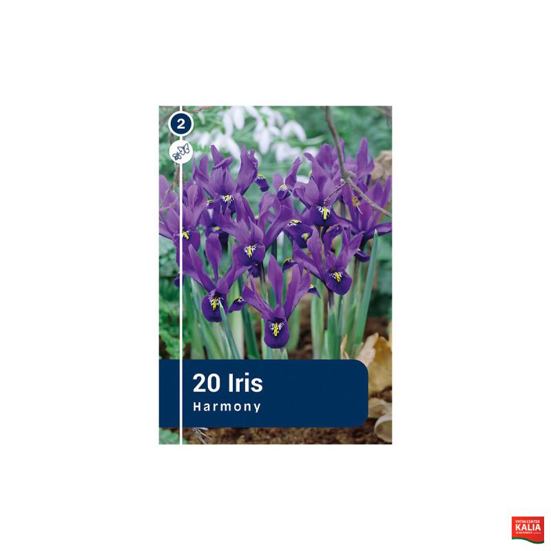 Master Iris Botanical Reticulata 20/1 