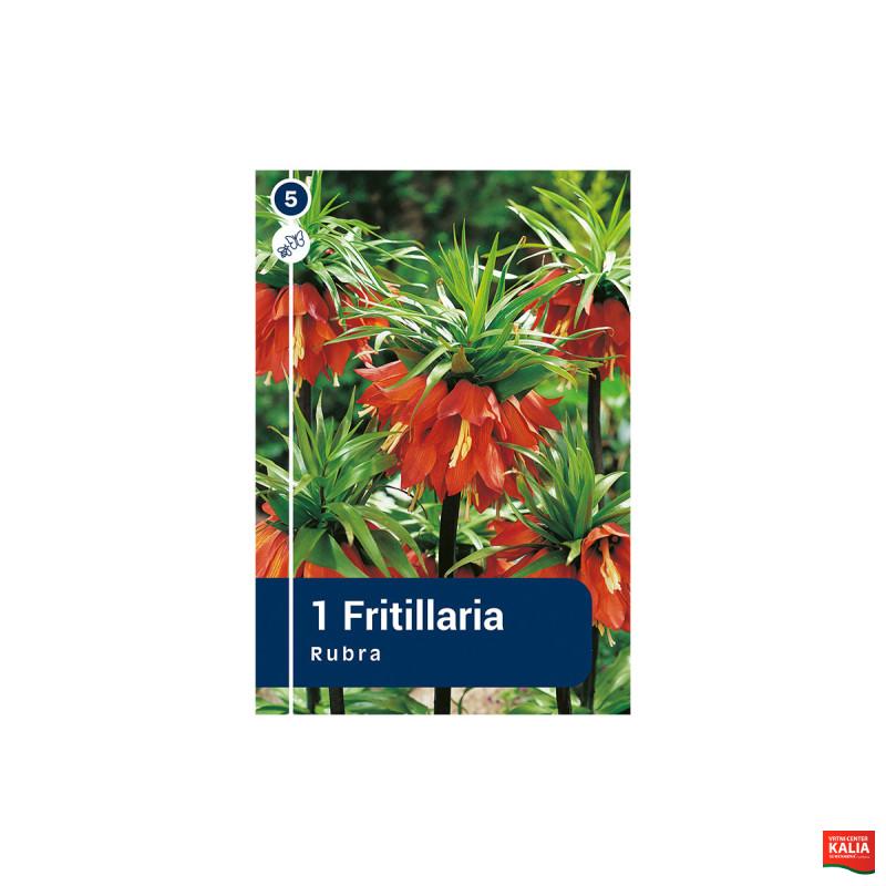 Master Fritillaria Imperialis Rubra 1/1 