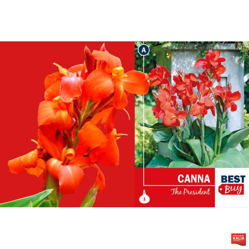 Best buy Canna The President 1/1 