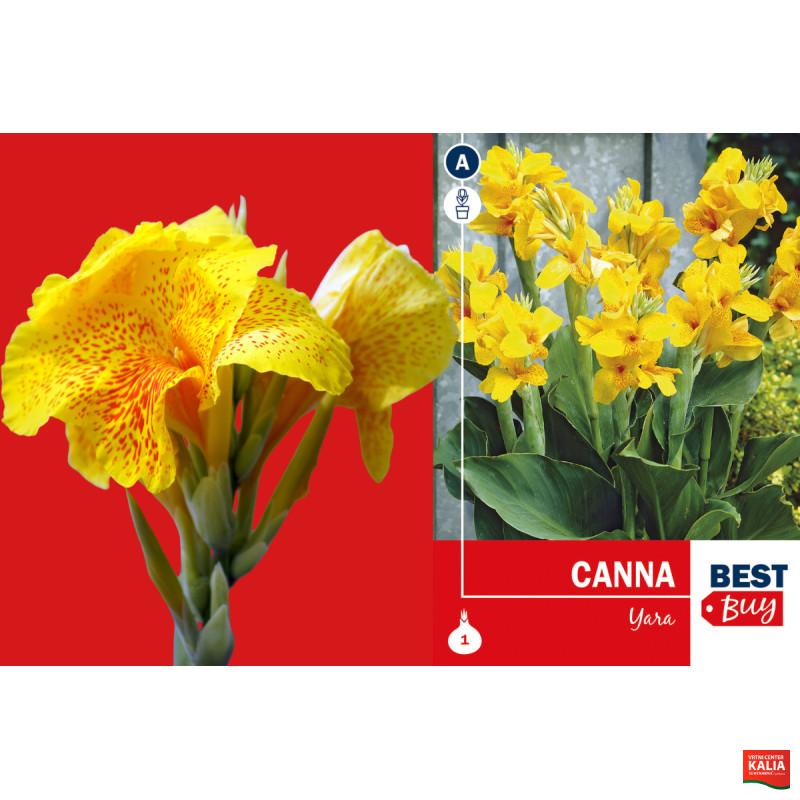 Best buy Canna Yara 1/1 