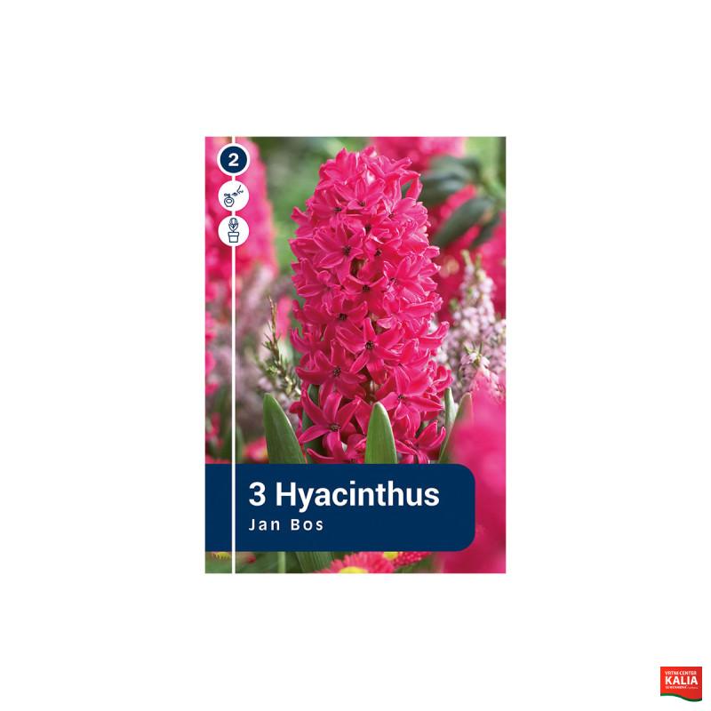 Master Hyacinthus Jan Bos 3/1 
