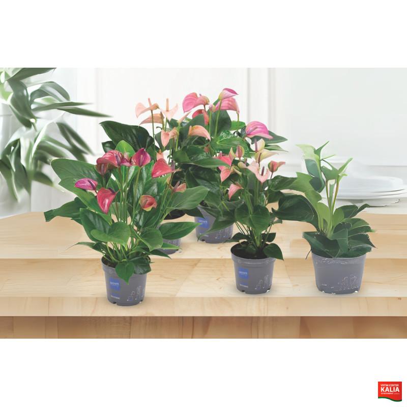FLAMINGOVEC (Anthurium sp.), P12H43