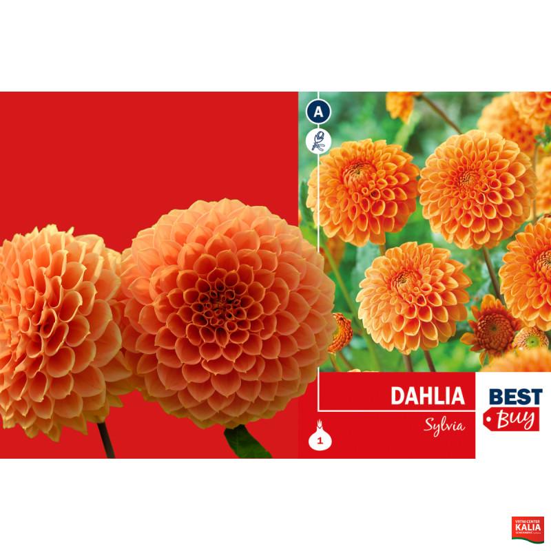 Best buy Dahlia Ball Sylvia 1/1 