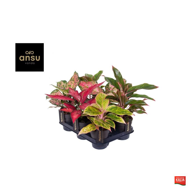 AGLAONEMA (Aglaonema sp., Colour Mix), P12H35
